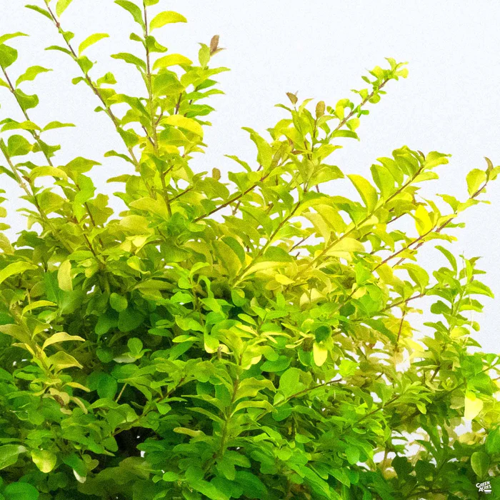 3225-privet-sunshine-2.webp Privet 'Sunshine'
