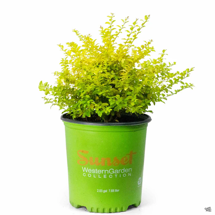 3225-privet-sunshine-3.webp Privet 'Sunshine'
