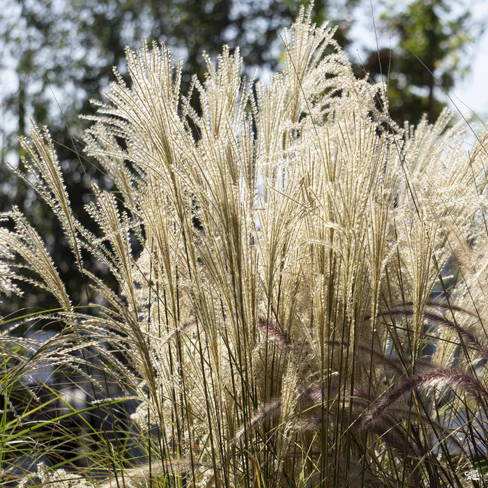 Silver Maiden Grass 'Morning Light'