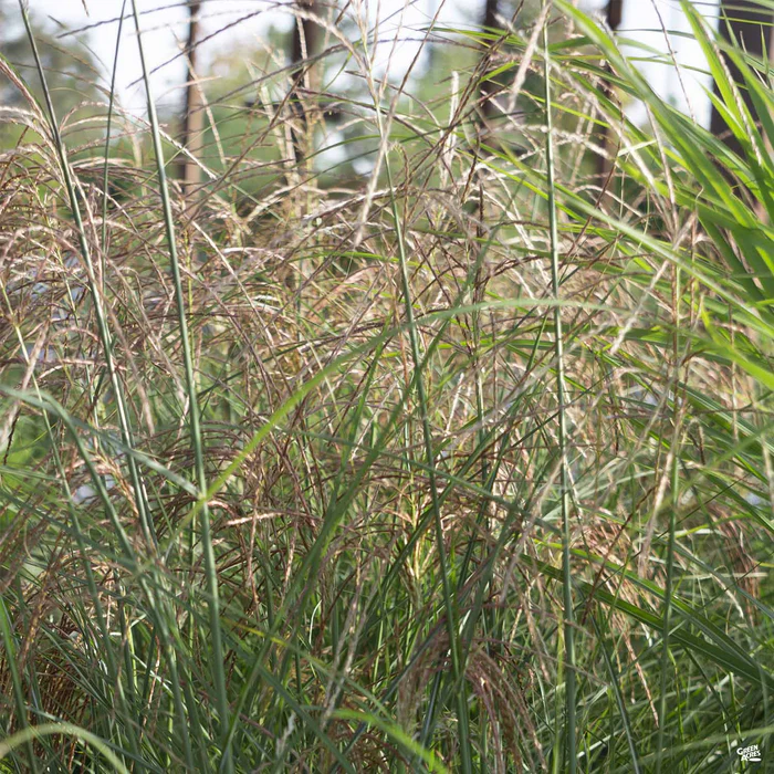 Silver Maiden Grass 'Morning Light'