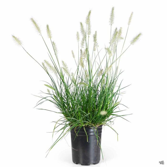 3231-fountain-grass-little-bunny-2.webp Fountain Grass 'Little Bunny'