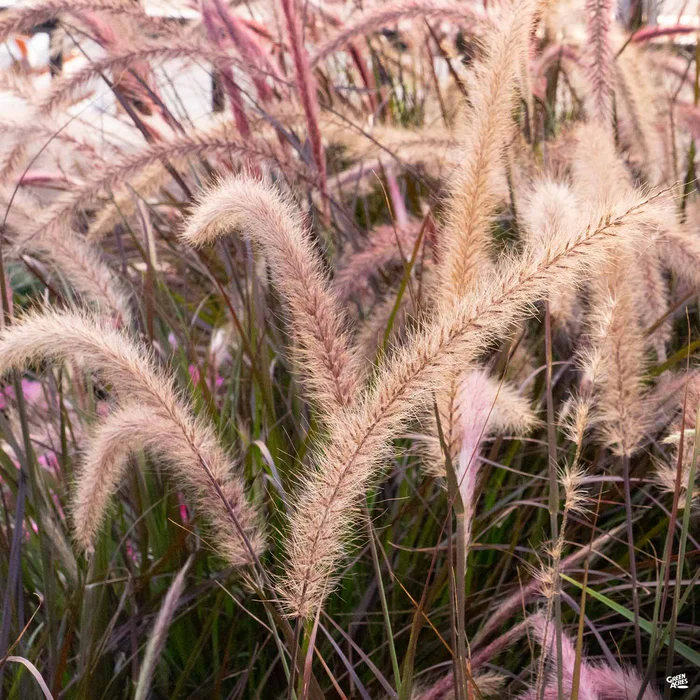 Dwarf Red Fountain Grass