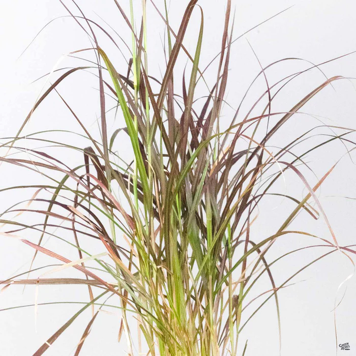 Dwarf Red Fountain Grass