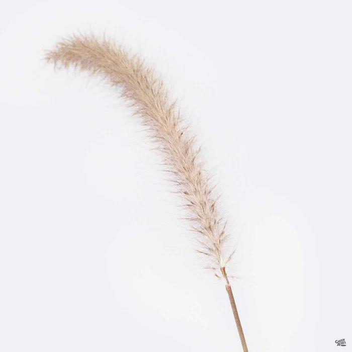 Dwarf Red Fountain Grass