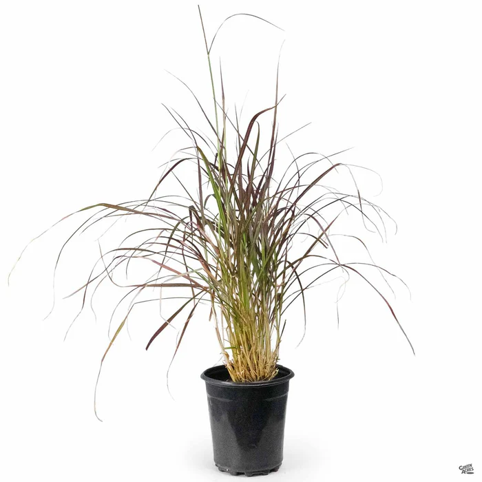 Dwarf Red Fountain Grass