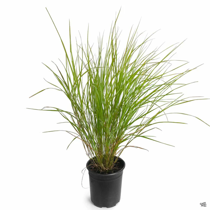 New Zealand Wind Grass