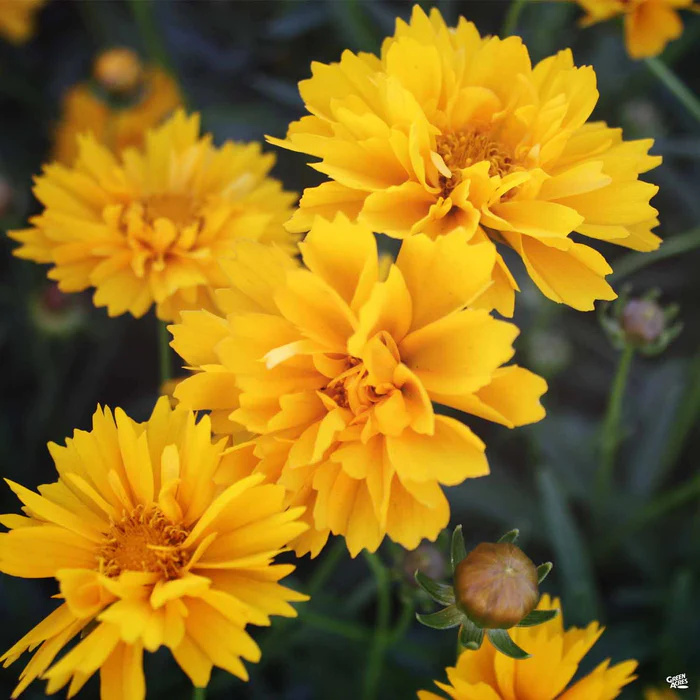 3235-coreopsis-early-sunrise-1.webp Coreopsis 'Early Sunrise'