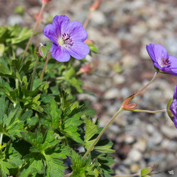 Cranesbill 'Rozanne'