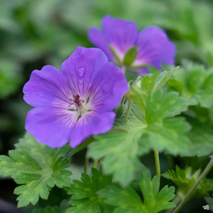 Cranesbill 'Rozanne'