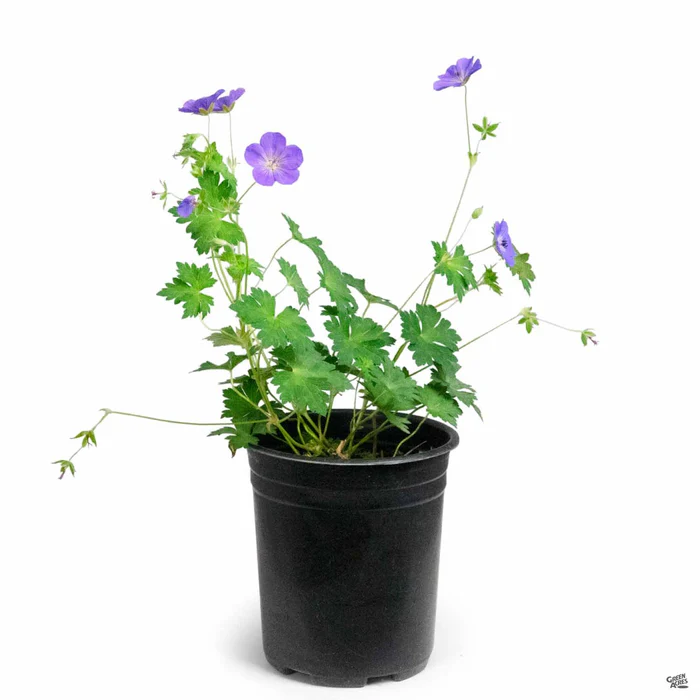 Cranesbill 'Rozanne'
