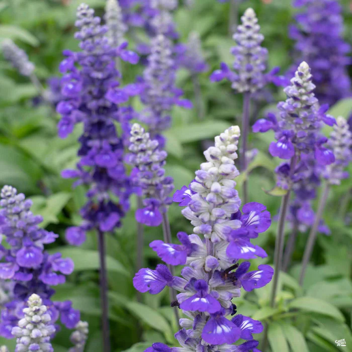 Sage 'Victoria Blue'