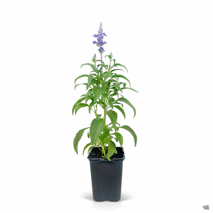 Sage 'Victoria Blue'