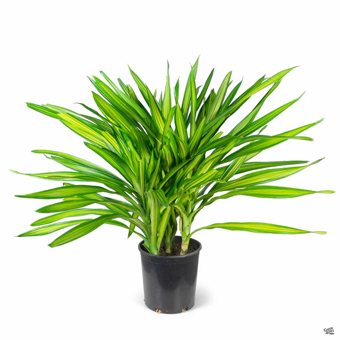 Dracaena Randy
