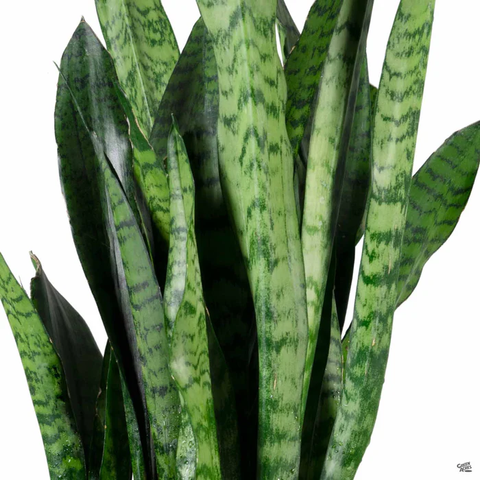 Snake Plant 'Zeylanica'