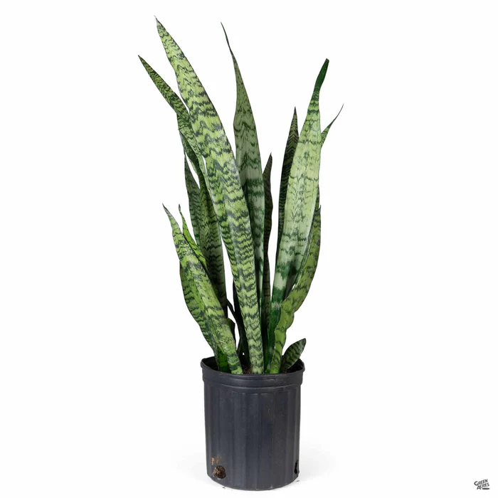 Snake Plant 'Zeylanica'