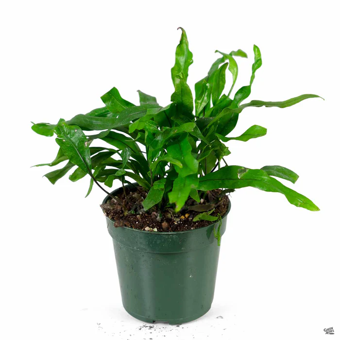 Kangaroo Fern