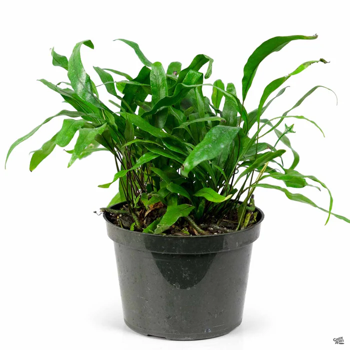 Kangaroo Fern