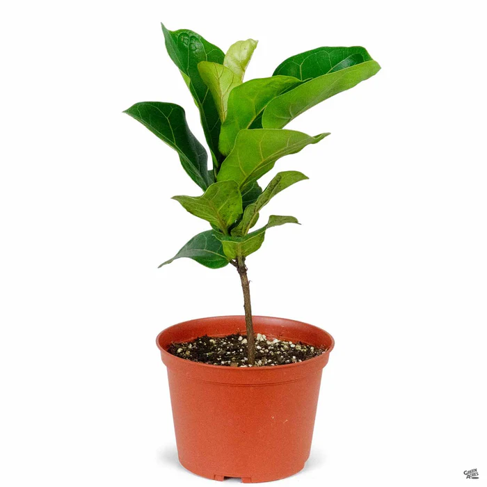 Fiddle Leaf Fig 'Bambino'