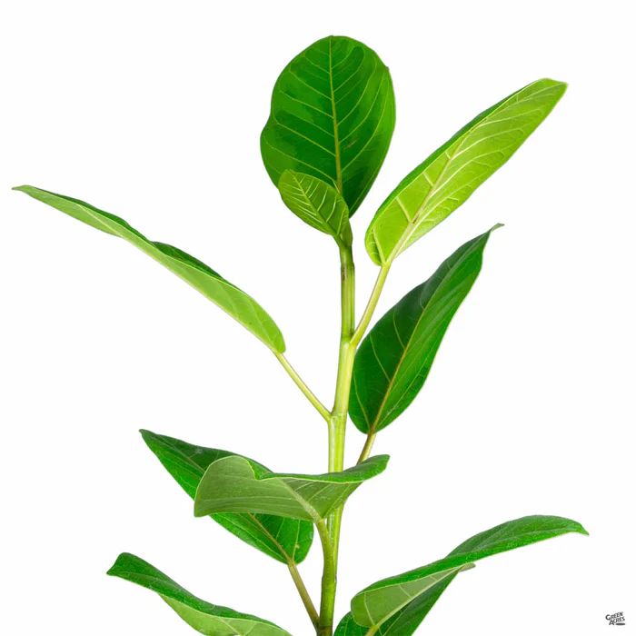 3251-rubber-plant-yellow-gem-1.webp Rubber Plant 'Yellow Gem'