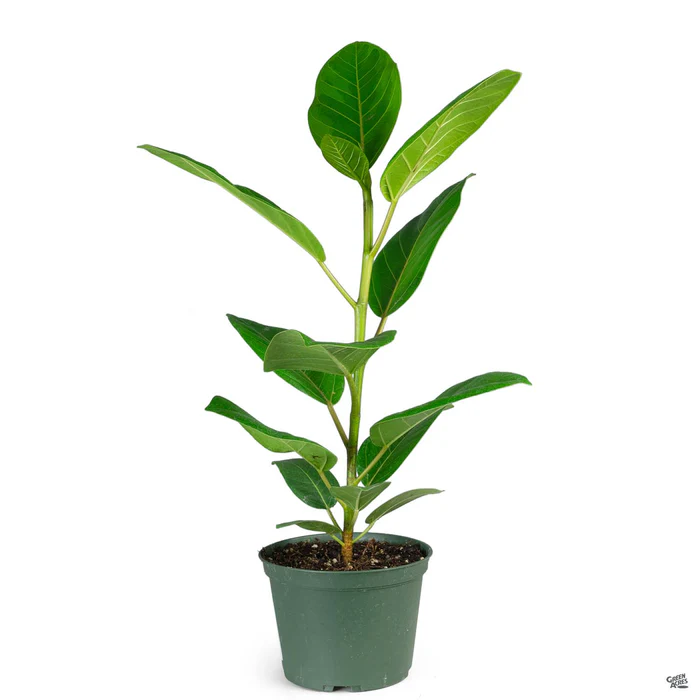 3251-rubber-plant-yellow-gem-2.webp Rubber Plant 'Yellow Gem'