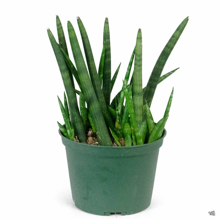 Cylindrical Snake Plant