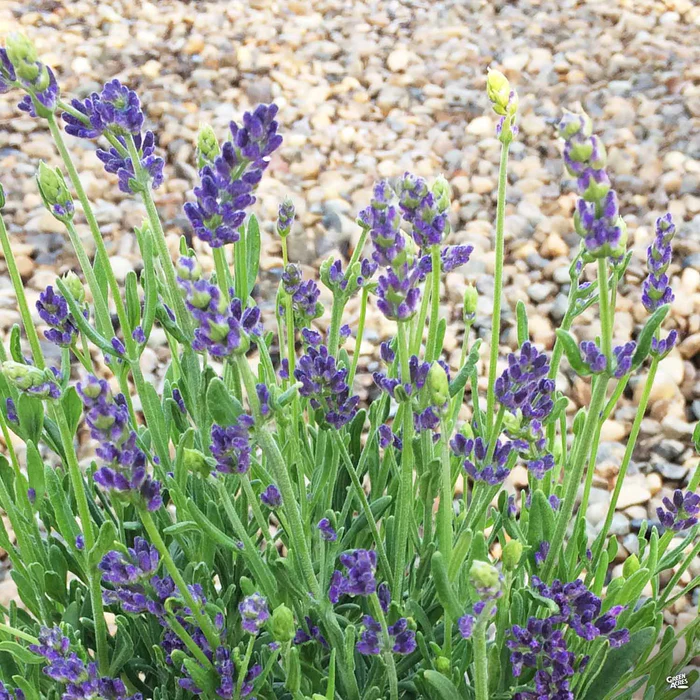 3255-lavender-super-blue-1.webp Lavender 'Super Blue'