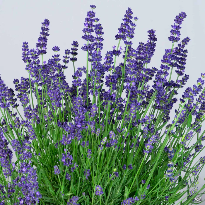 3255-lavender-super-blue-2.webp Lavender 'Super Blue'