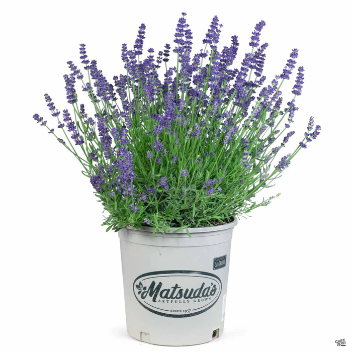 3255-lavender-super-blue-3.webp Lavender 'Super Blue'