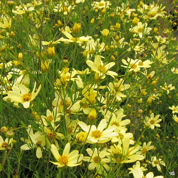 3258-coreopsis-moonbeam-1.webp Coreopsis 'Moonbeam'