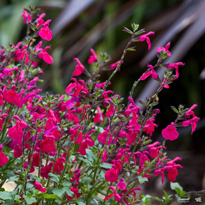 3259-sage-killer-cranberry-1.webp Sage 'Killer Cranberry'