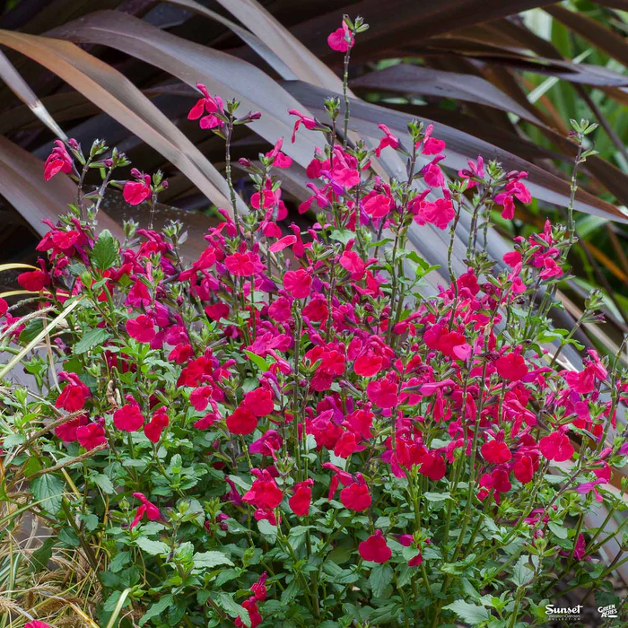 3259-sage-killer-cranberry-2.webp Sage 'Killer Cranberry'
