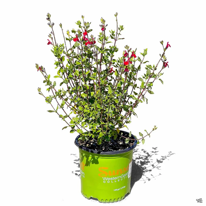 3259-sage-killer-cranberry-3.webp Sage 'Killer Cranberry'