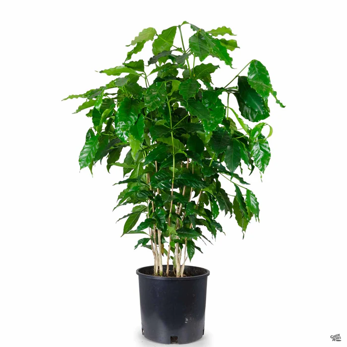 Coffee Plant