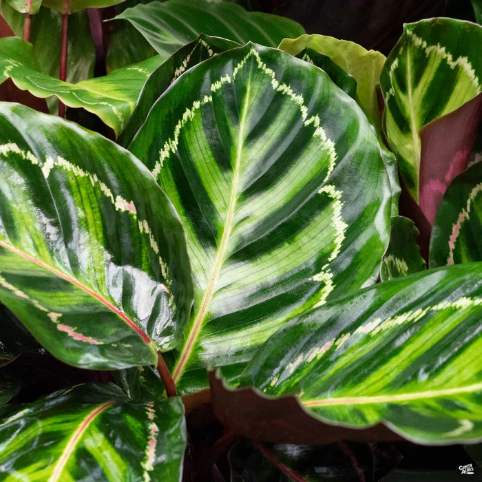 Calathea 'Roseopicta'