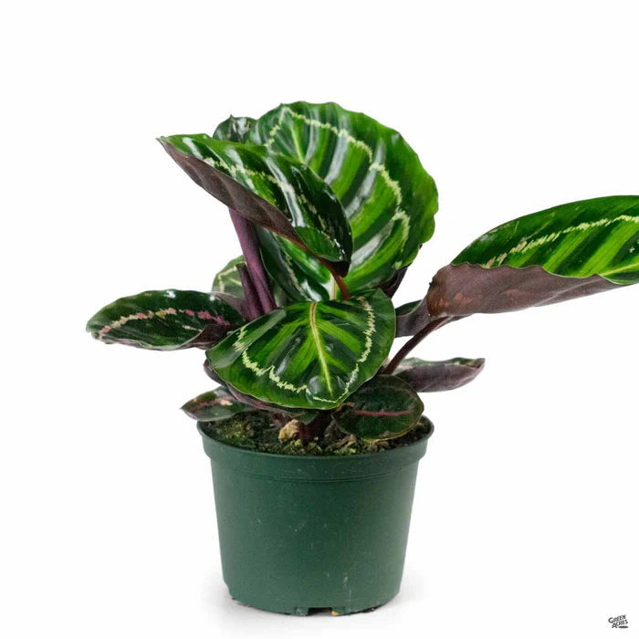 Calathea 'Roseopicta'