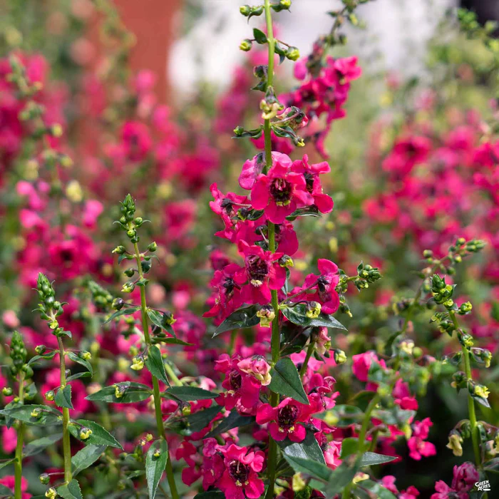 Angelonia
