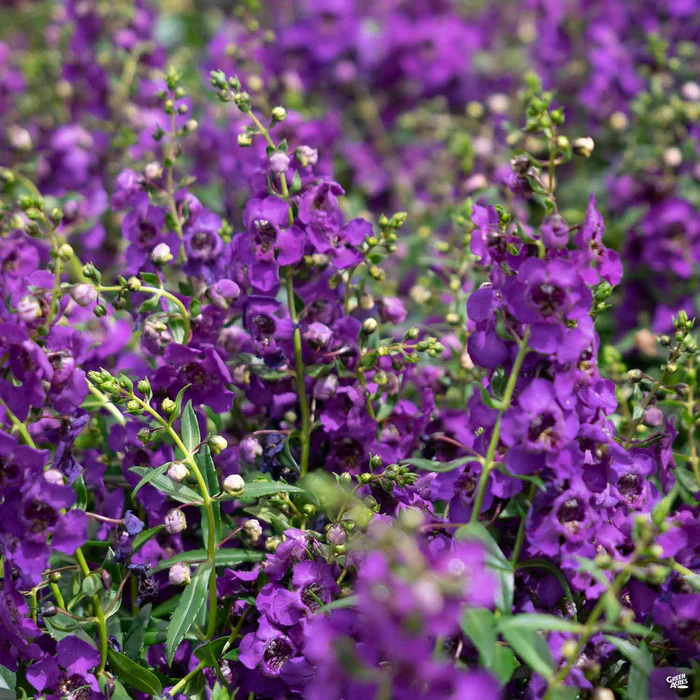 Angelonia