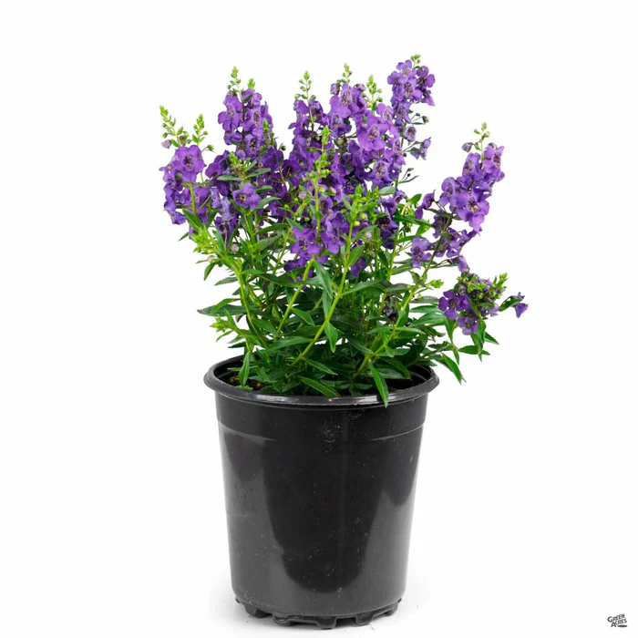 Angelonia