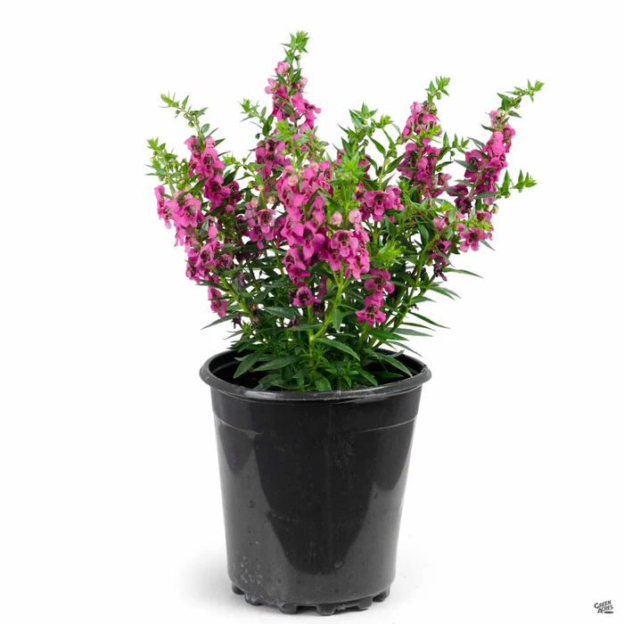 Angelonia