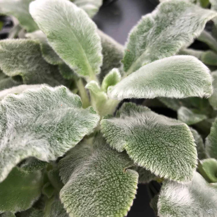 Lamb's Ear