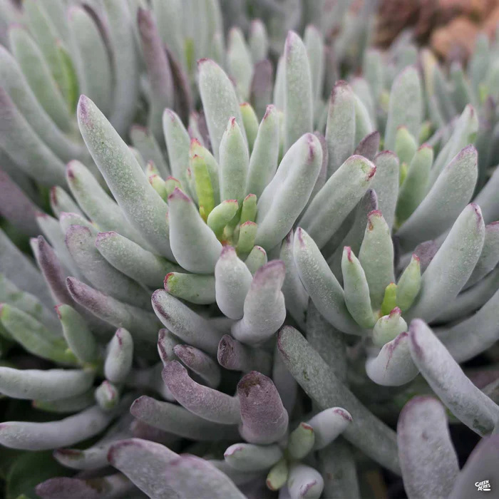Cotyledon 'White Sprite'