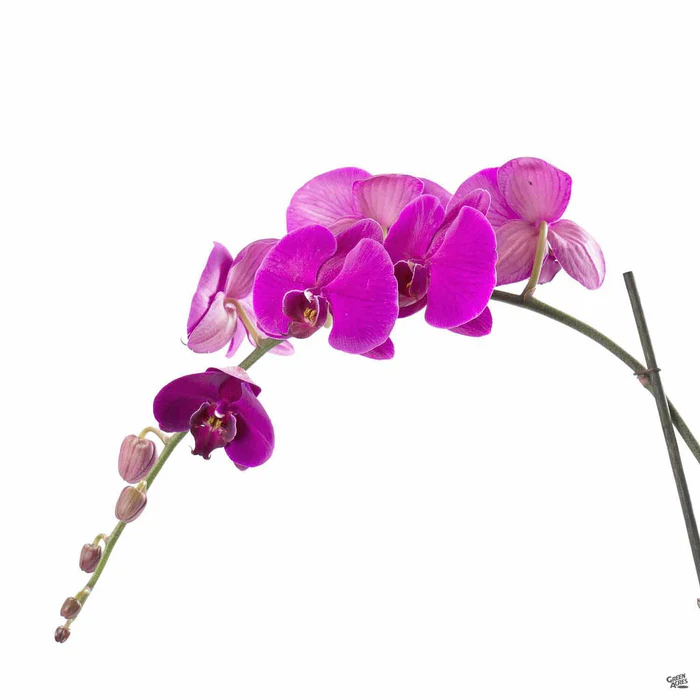 327-orchid-phalaenopsis-1.webp Orchid Phalaenopsis