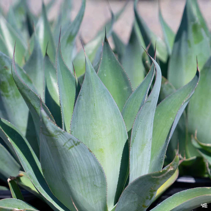 3270-agave-blue-flame-1.webp Agave 'Blue Flame'