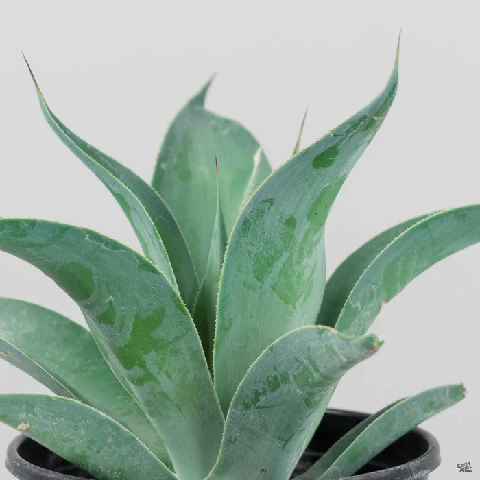 3270-agave-blue-flame-2.webp Agave 'Blue Flame'