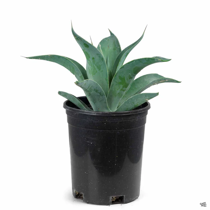3270-agave-blue-flame-3.webp Agave 'Blue Flame'