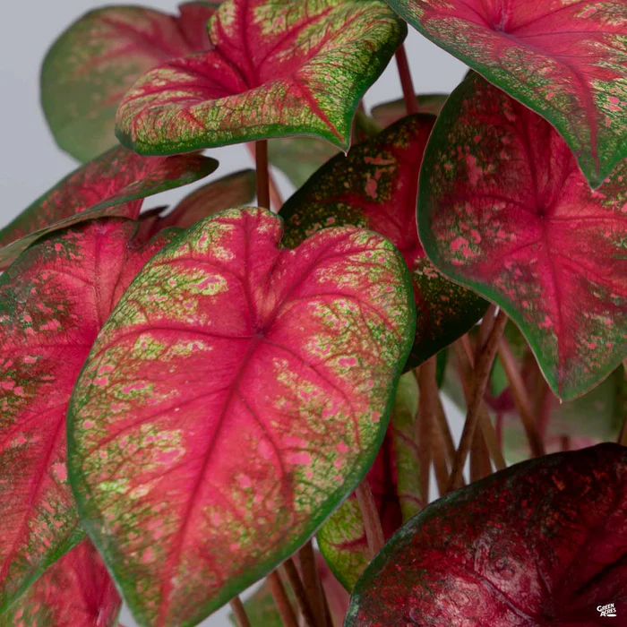 3281-caladium-1.webp Caladium