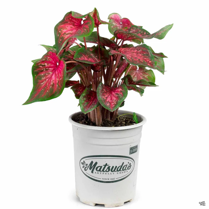 3281-caladium-10.webp Caladium