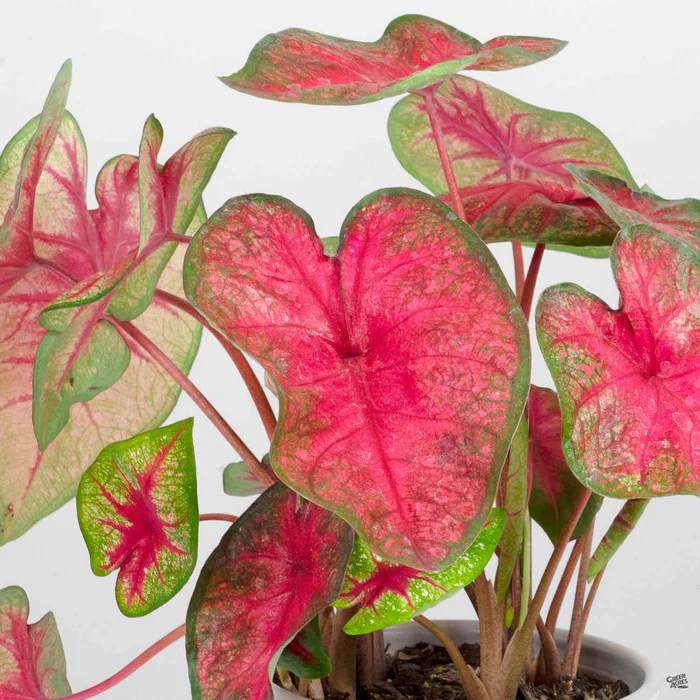 3281-caladium-2.webp Caladium