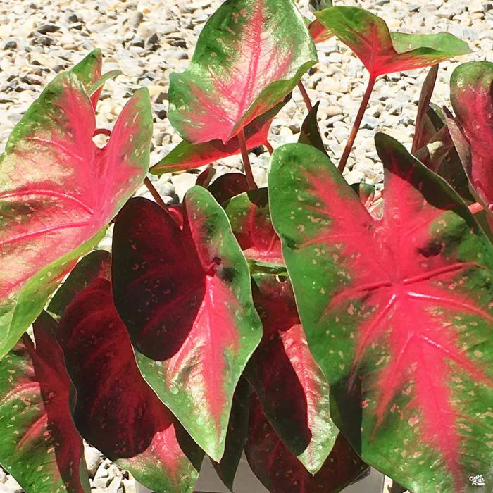 3281-caladium-3.webp Caladium