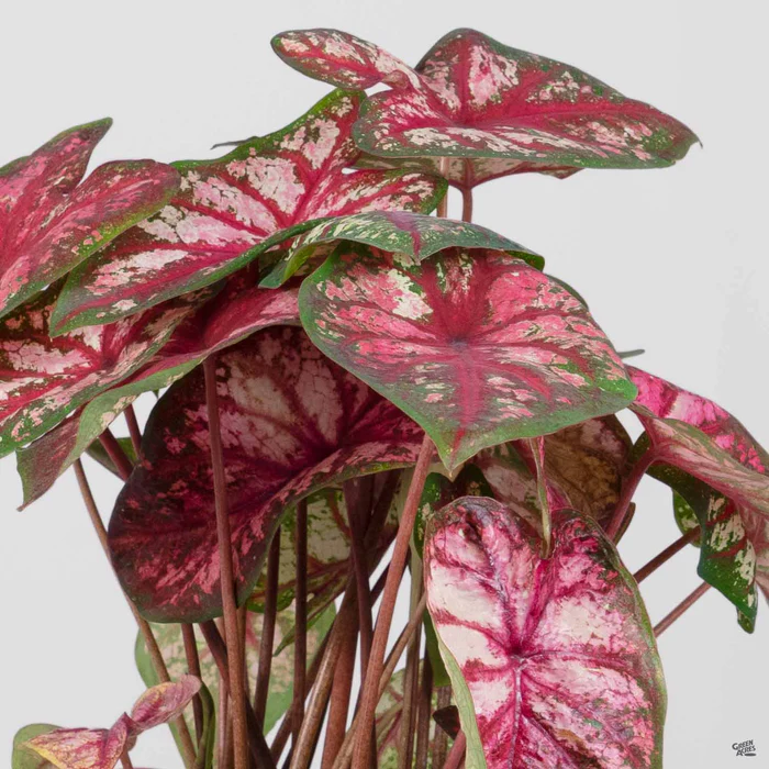 3281-caladium-4.webp Caladium